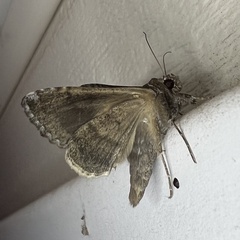 Chrysodeixis