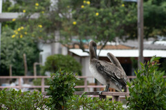 Pelecanus occidentalis urinator