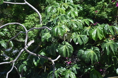 Cecropia schreberiana