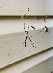 Trichonephila clavata