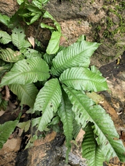 Bolbitis heteroclita