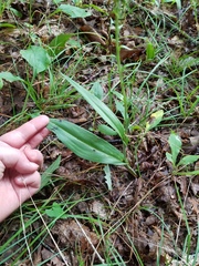 Platanthera ciliaris
