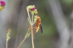 Fuscopolistes