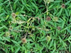 Geum canadense