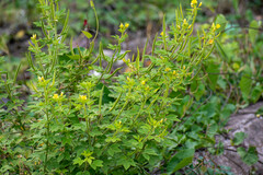 Cleome viscosa