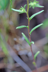 Phacelia linearis