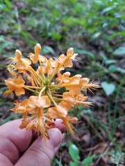 Platanthera ciliaris