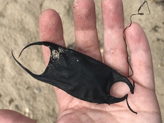 Clearnose Skate