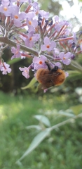 Bombus pascuorum