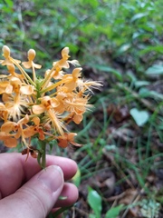 Platanthera ciliaris