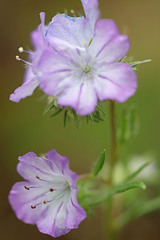 Phacelia linearis