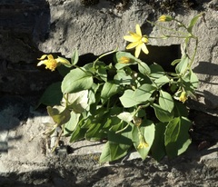 Arnica cordifolia