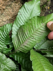 Bolbitis heteroclita