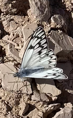 Tatochila