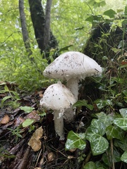 Amanita strobiliformis