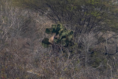 Opuntia galapageia
