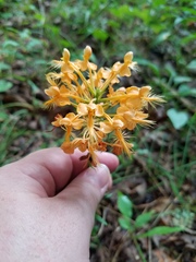 Platanthera ciliaris
