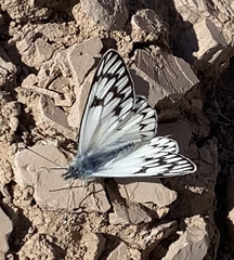 Tatochila