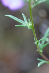 Phacelia linearis