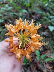 Platanthera ciliaris