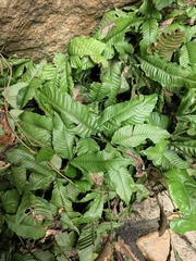 Bolbitis heteroclita