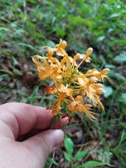 Platanthera ciliaris