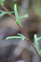 Phacelia linearis