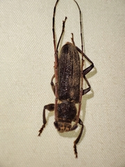 Cerambycinae
