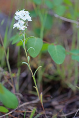 Phacelia linearis