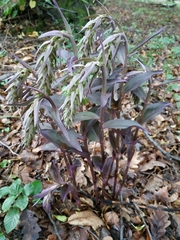 Epipactis purpurata