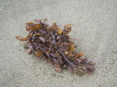 Sargassum ilicifolium