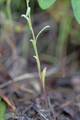 Phacelia linearis
