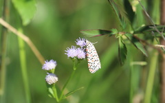 Utetheisa pulchelloides