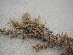 Sargassum ilicifolium
