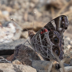 Vanessa virginiensis