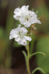 Phacelia linearis