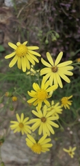 Senecio inaequidens