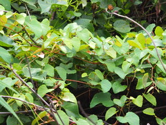 Vitaceae