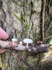 Tetrapyrgos nigripes