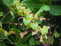 Vitaceae