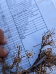 Nestotus stenophyllus