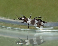 Aeolothripidae