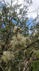 Evernia prunastri