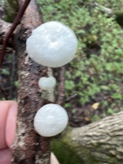 Tetrapyrgos nigripes