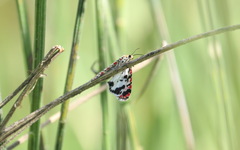 Utetheisa pulchelloides