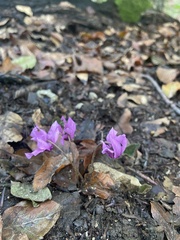 Cyclamen purpurascens