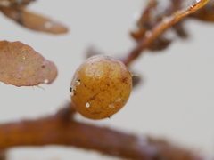 Sargassum ilicifolium