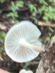 Tetrapyrgos nigripes