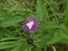 Udea lutealis