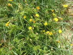 Sonchus tenerrimus